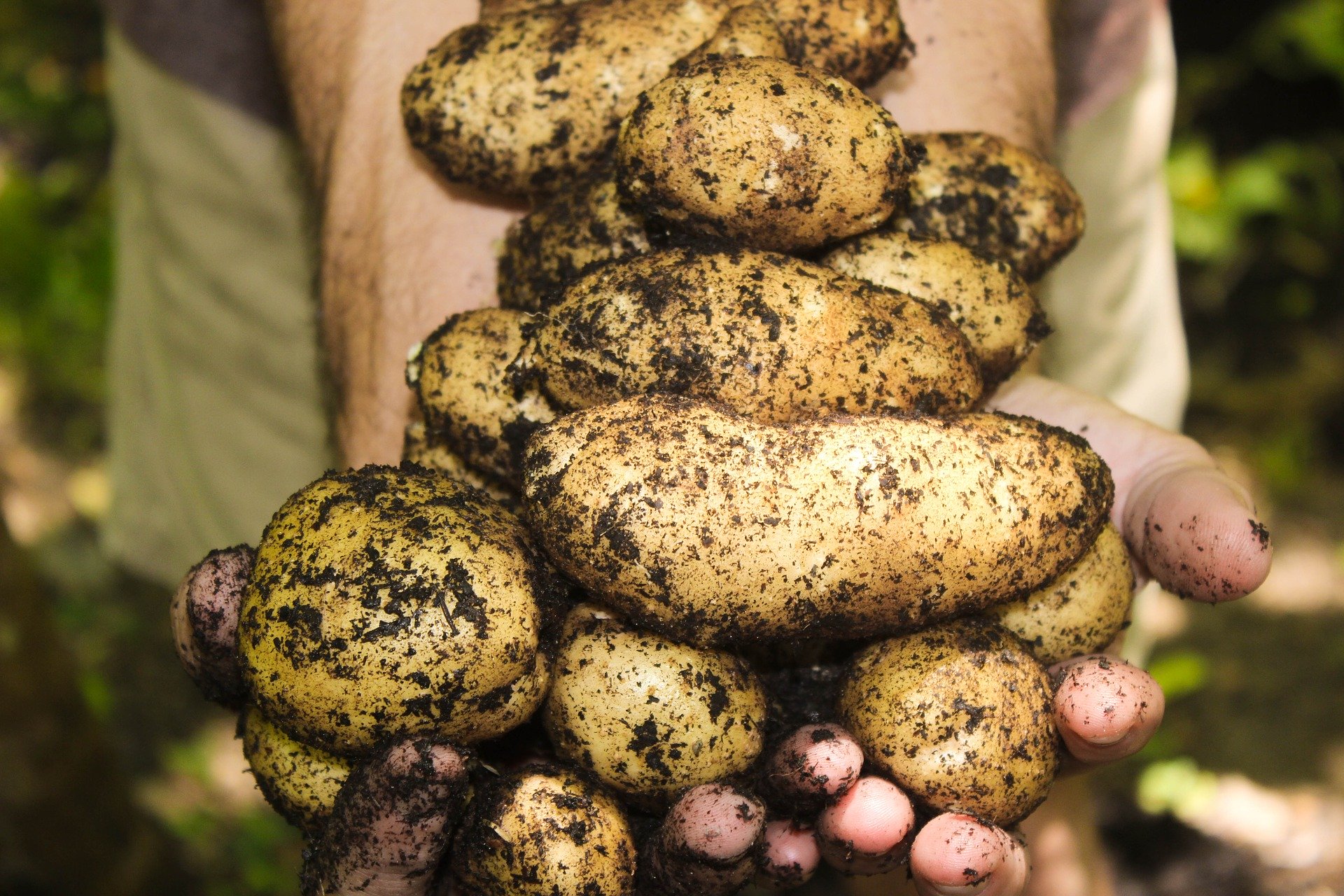 productores de patatas gallegas